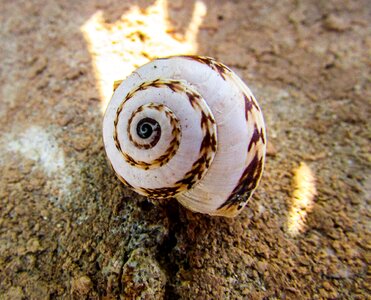 Spiral nature white