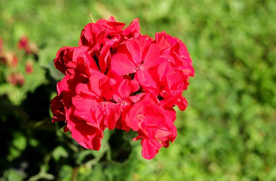 Bloom bloom red