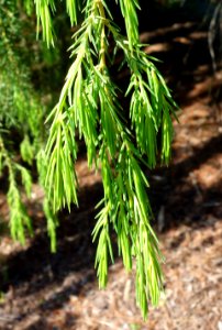Juniperus rigida - Stanley M. Rowe Arboretum - DSC03342