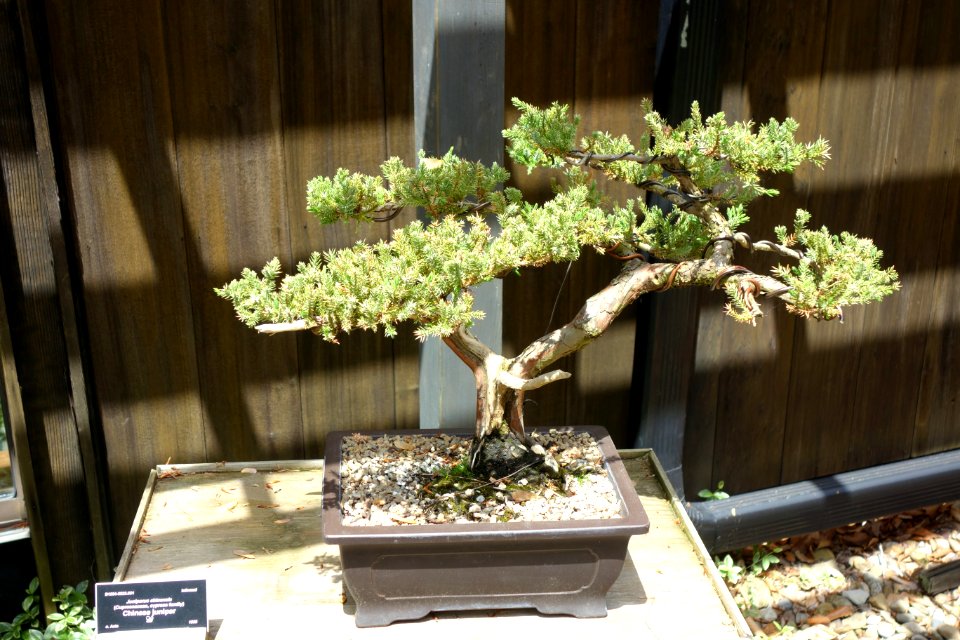 Juniperus chinensis bonsai - Dawes Arboretum - DSC02978
