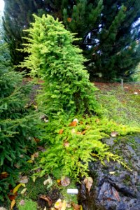 Juniperus rigida var. conferta 'All Gold' (Juniperus conferta) - Oregon Garden - Silverton, Oregon - DSC00264