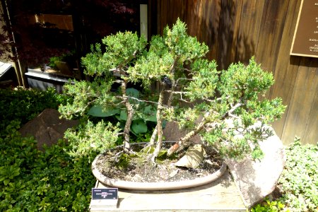 Juniperus bonsai - Dawes Arboretum - DSC02975