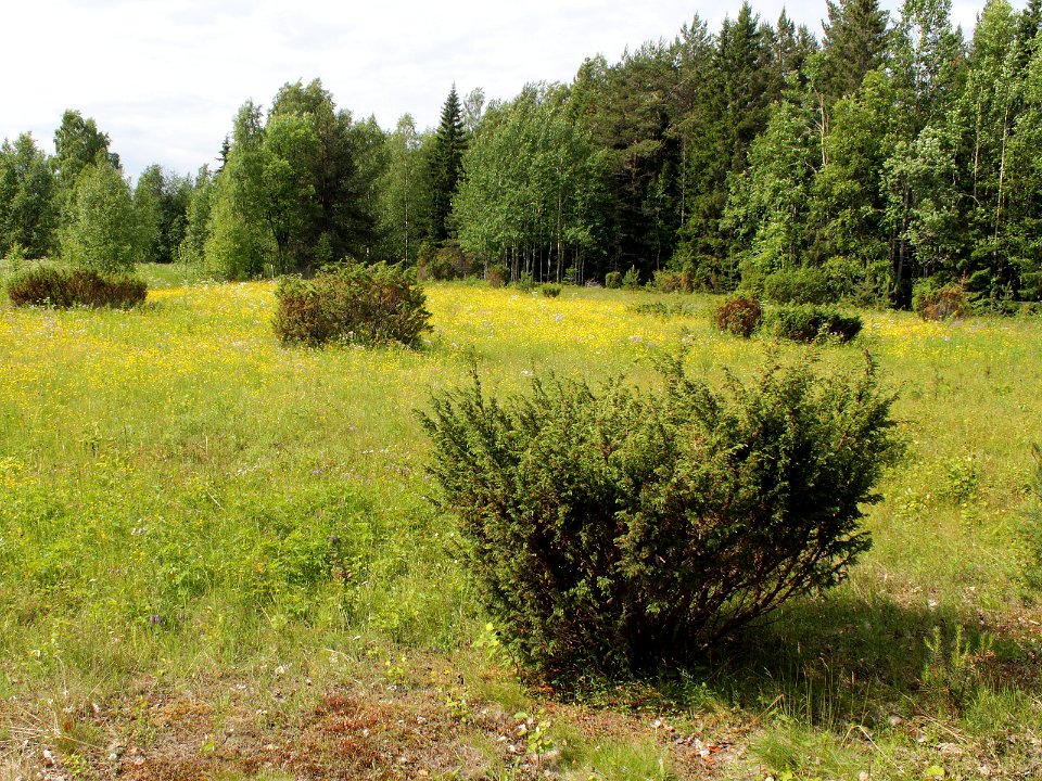 Juniperus communis Simo, Finland 22.06.2013