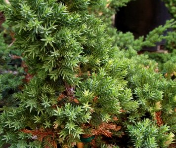 Juniperus squamata 'Prostrata'