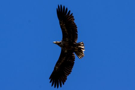 Juveniler Seeadler photo