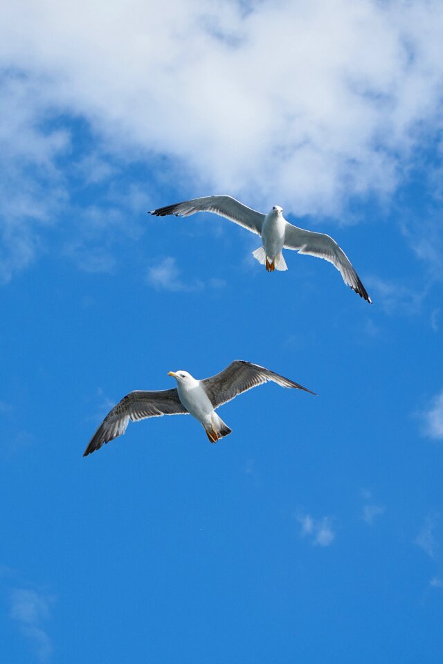 Birds blue nature
