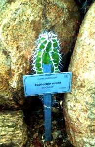 Juvenile Euphorbia virosa