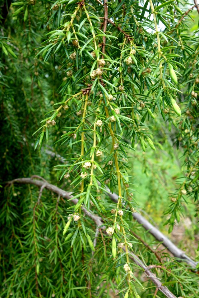 Juniperus formosana - Tyler Arboretum - DSC01848