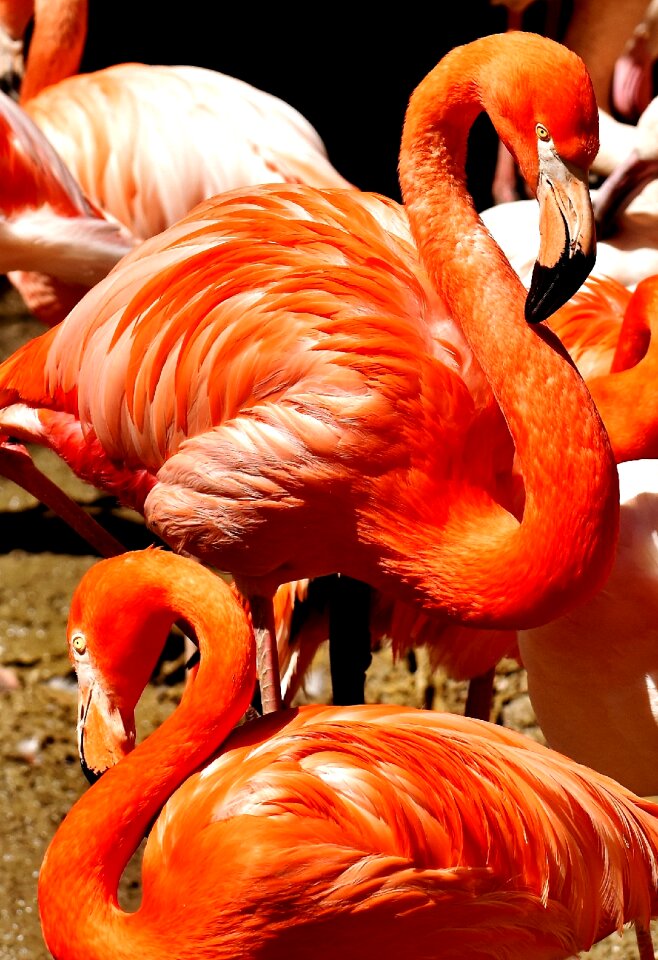 Colorful animals plumage