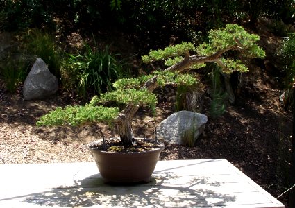 Juniperus chinensis 'Prostrata' bonsai