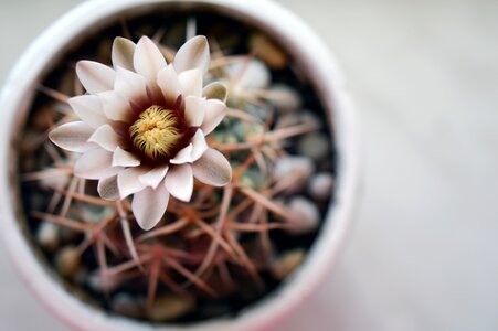 Flowering cactus plant in a pot photo