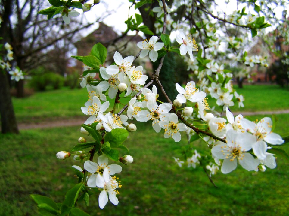 Spring flowering fruit trees white flower