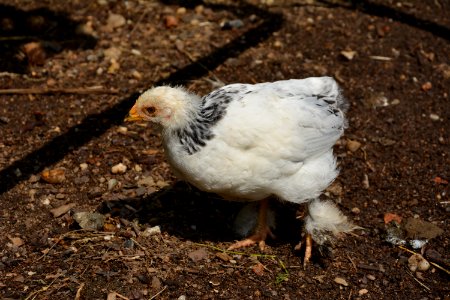 Junges Sundheimer (5 Wochen alt) (2)
