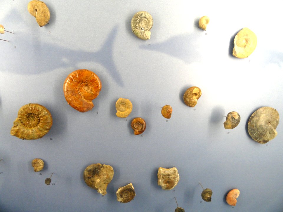 Jura fossils - Naturmuseum Freiburg - DSC06745