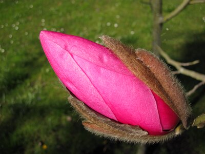 Magnoliaceae pink spring photo