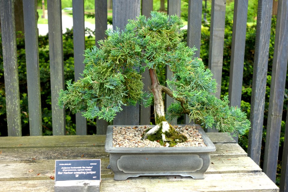 Juniperus horizontalis 'Bar Harbor' bonsai - Dawes Arboretum - DSC02996