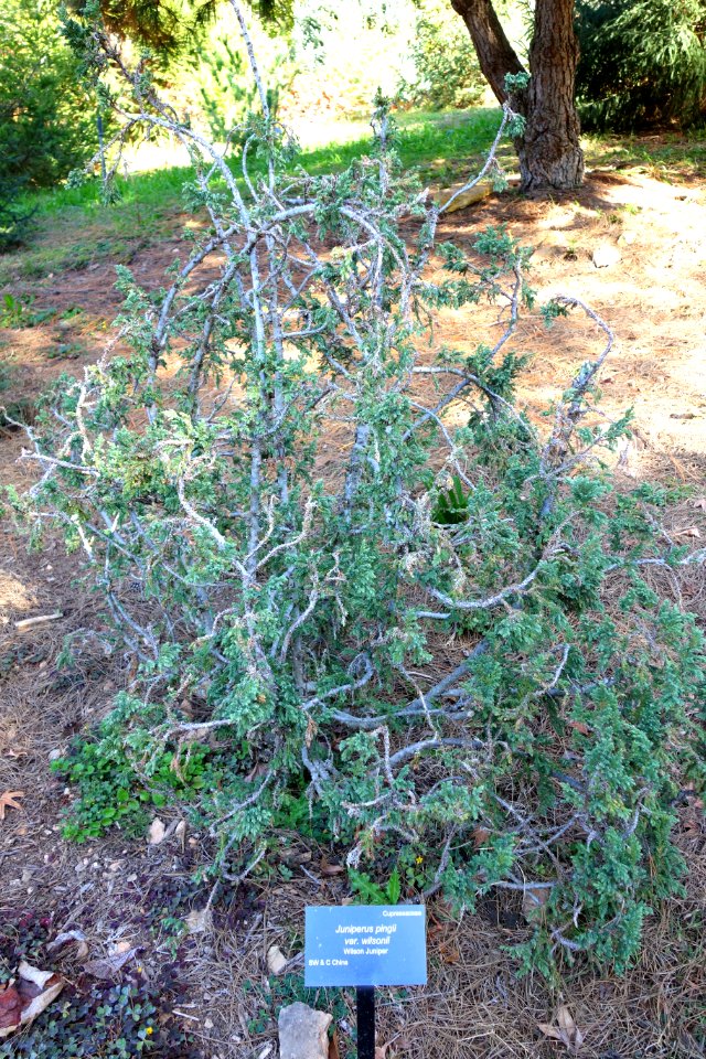 Juniperus squamata f. wilsonii (Juniperus pingii var. wilsonii) - Quarryhill Botanical Garden - DSC03435