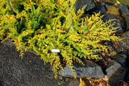 Juniperus rigida var. conferta 'All Gold' (Juniperus conferta) - Oregon Garden - Silverton, Oregon - DSC00246