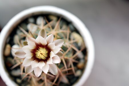 Flowering cactus plant in a pot photo