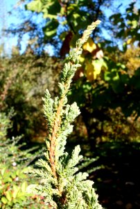 Juniperus squamata f. wilsonii - Quarryhill Botanical Garden - DSC03302