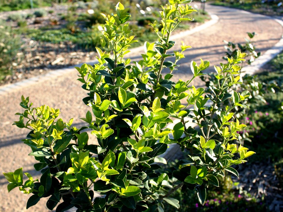 Juvenile Pock Ironwood tree - Chionanthus foveolatus - Cape Town 4