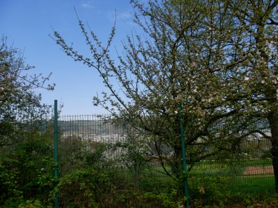 Kaiser Wilhelm Freilichtmuseum Roscheider Hof Ganzer Baum H11
