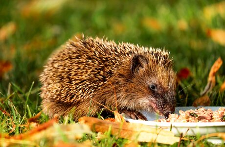 Nager rodent meal