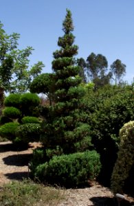Juniperus chinensis 'Spearmint'