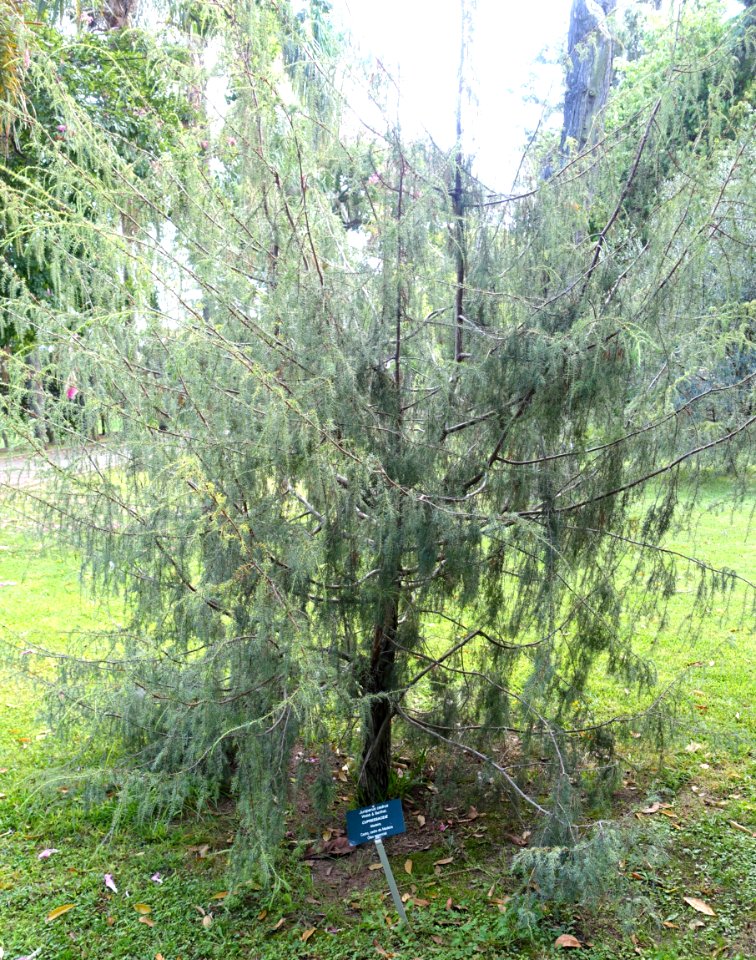 Juniperus cedrus - Jardim Botânico Tropical - Lisbon, Portugal - DSC06594