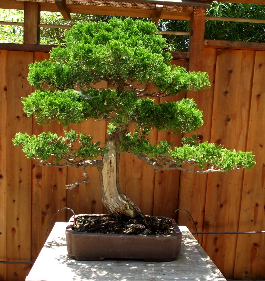 Juniperus chinensis 'Torulosa'