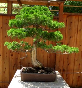 Juniperus chinensis 'Torulosa'