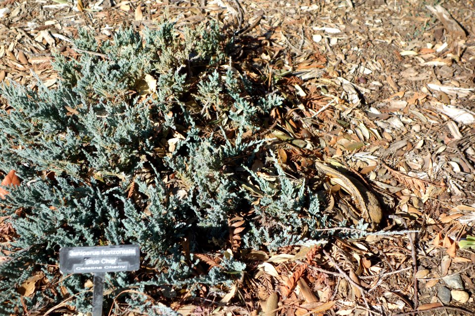 Juniperus horizontalis 'Blue Chip' - Leaning Pine Arboretum - DSC05415