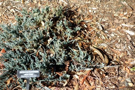 Juniperus horizontalis 'Blue Chip' - Leaning Pine Arboretum - DSC05415