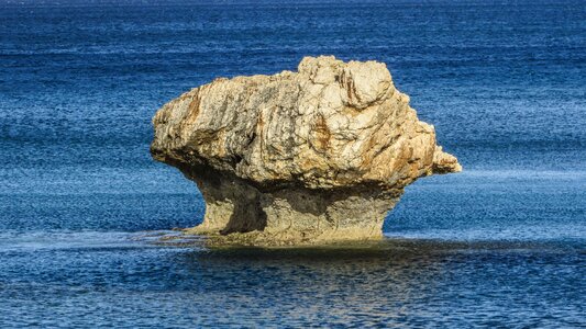 Rock sea mushroom photo