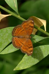 Junonia-20070224-065
