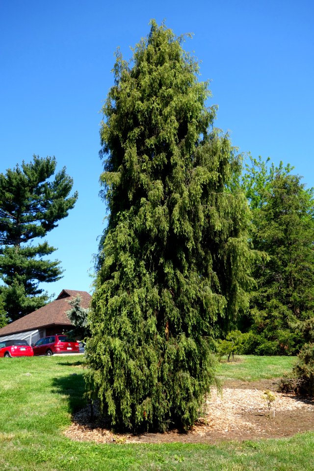 Juniperus formosana - Stanley M. Rowe Arboretum - DSC03356