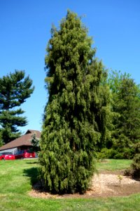Juniperus formosana - Stanley M. Rowe Arboretum - DSC03356