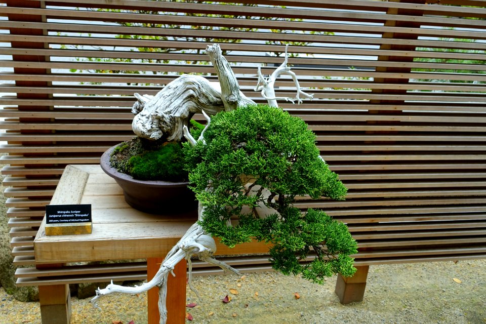 Juniperus chinensis 'Shimpaku' - Portland Japanese Garden - Portland, Oregon - DSC08162