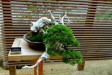 Juniperus chinensis 'Shimpaku' - Portland Japanese Garden - Portland, Oregon - DSC08162
