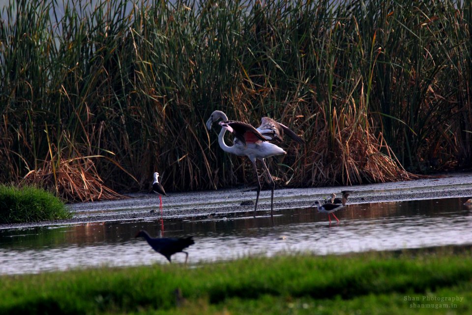 Juv Flamingoes (183307905)