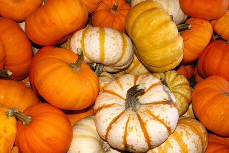 Orange white autumn photo