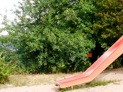 Kaiser Wilhelm Freilichtmuseum Roscheider Hof Ganzer Baum H8