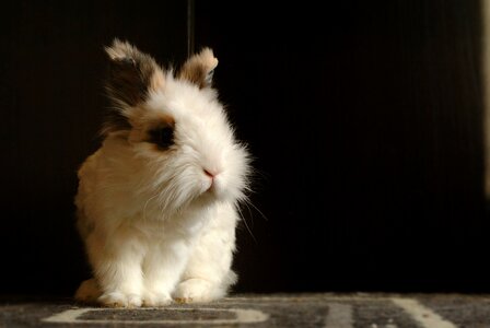 Domestic animal rabbit laid