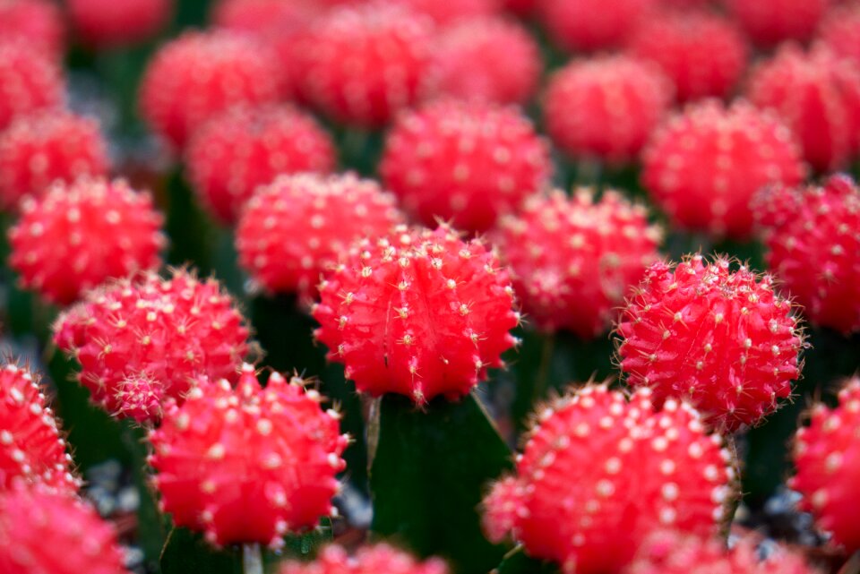 Flowers flower nature
