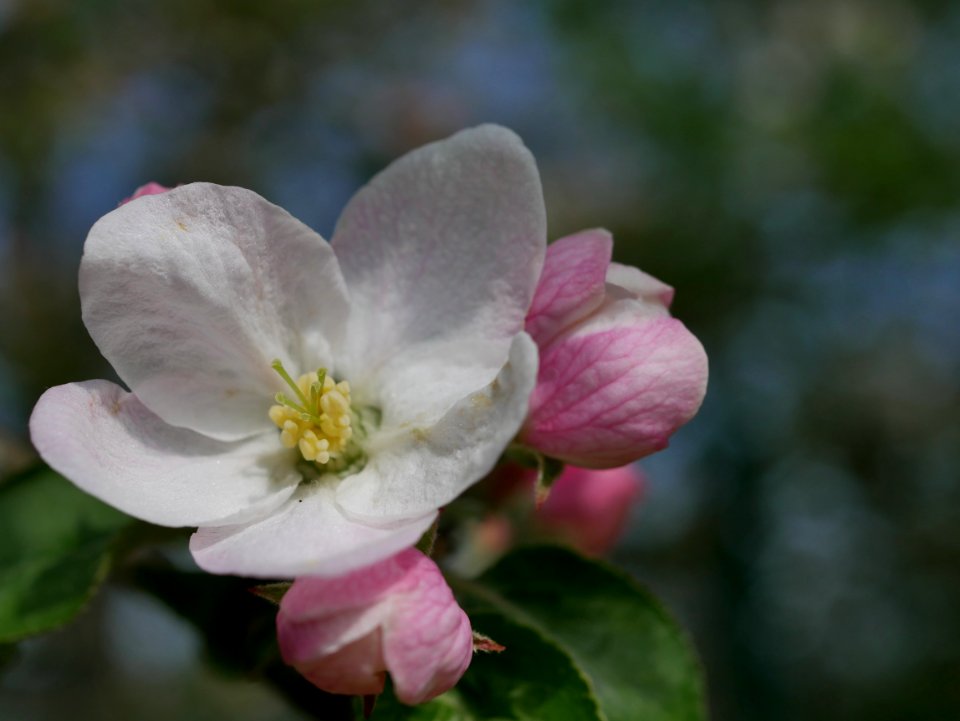 Kaiser Wilhelm Freilichtmuseum Roscheider Hof Blüte H4