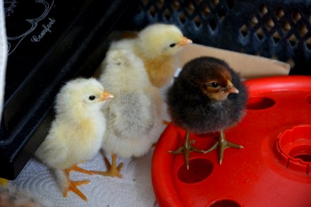 Küken zwischen Wärmeplatte und Tränke (2)