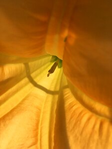 Angel trumpet yellow close up