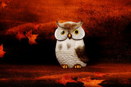 Bird eagle owl night