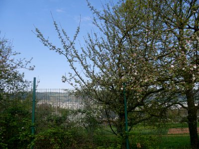 Kaiser Wilhelm Freilichtmuseum Roscheider Hof Ganzer Baum H12