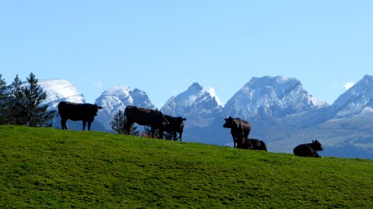 Kühe und Churfirsten